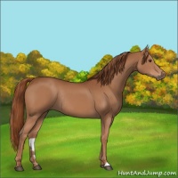 Horse Color:Chestnut Rabicano 
