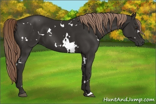 Horse Color:White Spotted Liver Chestnut 