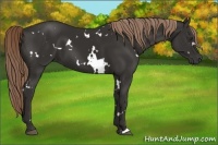 Horse Color:White Spotted Liver Chestnut