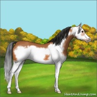 Horse Color:Bay Splash Frame 