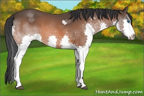 Horse Color:Bay Splash 