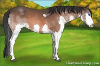 Horse Color:Bay Splash
