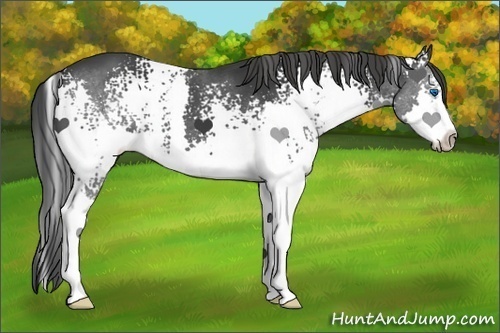Horse Color:White Spotted Black Splash