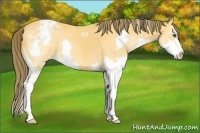 Horse Color:Buckskin Splash Varnish 