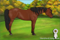 Horse Color:Gray Bay 