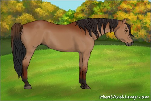 Horse Color:Gray Bay 