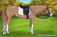 Horse Color:Chestnut Splash