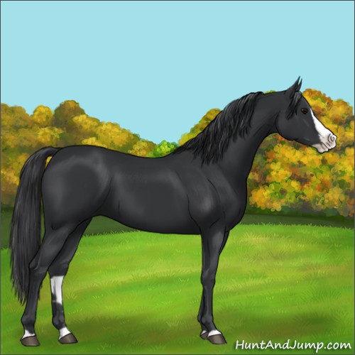 Horse Color:Black Splash 