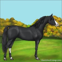 Horse Color:Black Splash