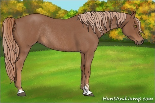 Horse Color:Red Roan Sabino Rabicano 