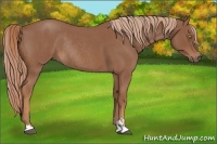 Horse Color:Red Roan Sabino Rabicano 