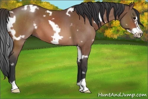 Horse Color:White Spotted Bay Roan Frame 