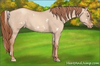 Horse Color:White Spotted Gold Champagne Dun Varnish