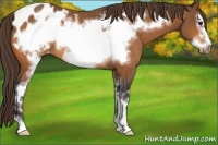 Horse Color:Buckskin Sabino Frame Appaloosa 