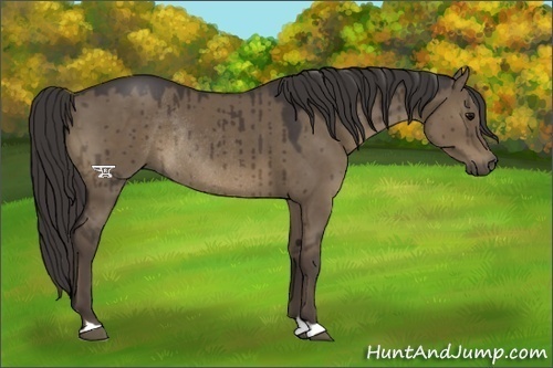 Horse Color:Smoky Grullo Rabicano 