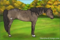 Horse Color:Smoky Grullo Rabicano