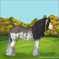 Horse Color:Grullo Sabino Splash and Grullo Sabino Splash Rabicano