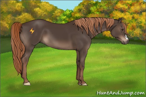 Horse Color:Liver Chestnut 