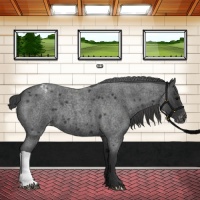 Horse Color:Blue Roan Varnish