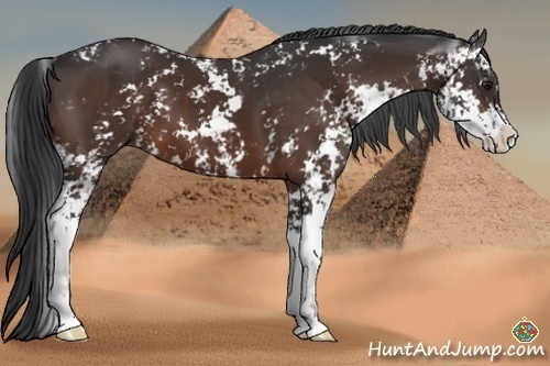 Horse Color:Brown Sabino