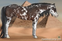 Horse Color:Brown Sabino