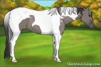 Horse Color:Grullo Tobiano Varnish