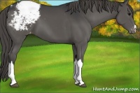 Horse Color:Grullo Snowcap