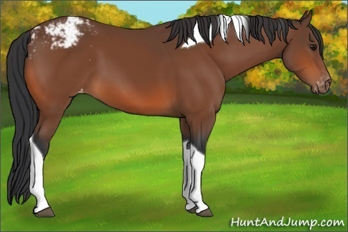 Horse Color:Bay Tobiano Varnish 