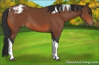 Horse Color:Bay Tobiano Varnish 