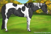 Horse Color:Black Tobiano Appaloosa