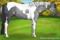 Horse Color:Black Tobiano 