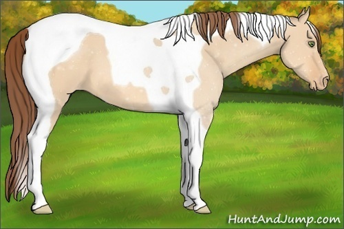 Horse Color:Amber Champagne Dun Tobiano Varnish