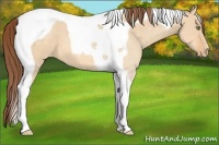 Horse Color:Amber Champagne Dun Tobiano Varnish