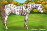 Horse Color:Gray Chestnut  and Gray White Spotted Chestnut 