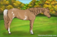 Horse Color:White Spotted Chestnut 