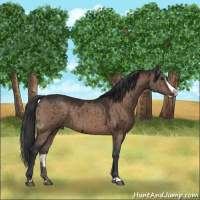 Horse Color:Brown Dun Splash Brindle
