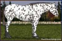 Horse Color:Grullo Near Leopard 