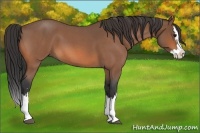 Horse Color:Bay Roan Sabino Splash 