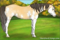 Horse Color:Buckskin Splash 