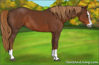 Horse Color:Gray Chestnut Splash 