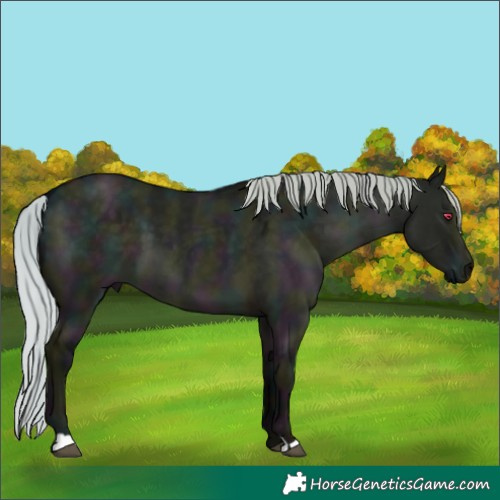 Horse Color:Midnight Silver Grullo Chinchilla 