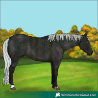 Horse Color:Midnight Silver Grullo Chinchilla 