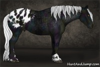 Horse Color:Midnight Silver Black Chinchilla Sabino Blanket 
