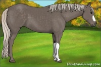 Horse Color:Silver Black