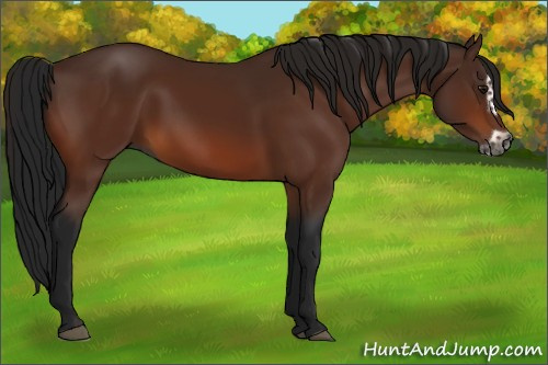 Horse Color:Gray Bay Splash Frame 