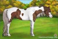 Horse Color:Silver Brown Sabino Tobiano