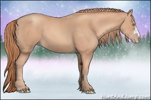 Horse Color:Gold Champagne 