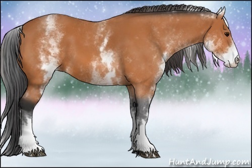 Horse Color:White Spotted Bay 