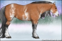 Horse Color:White Spotted Bay 