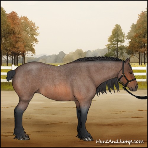 Horse Color:Bay Roan 